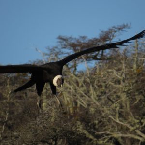 Laguna Sofía y Cerro Benitez
