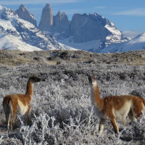 Patagonia My Flight 2026-2027 – Natales – Torres del Paine